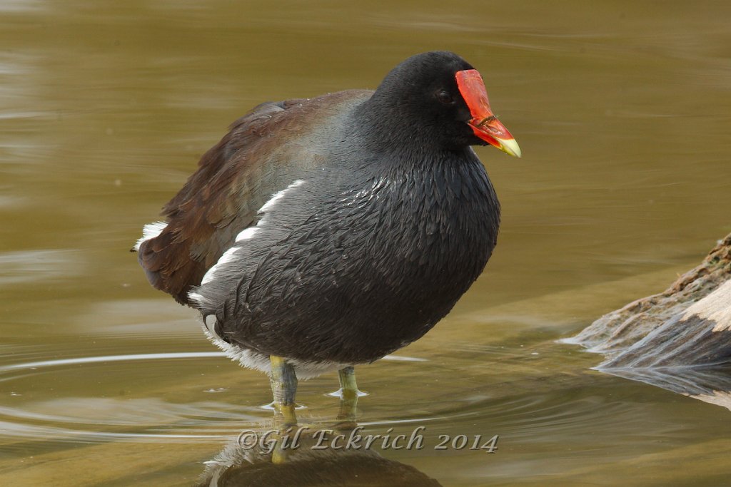 Common Gallinule 2014-01-25_11.jpg